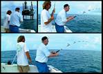 (47) montage (rig fishing).jpg    (1000x720)    328 KB                              click to see enlarged picture